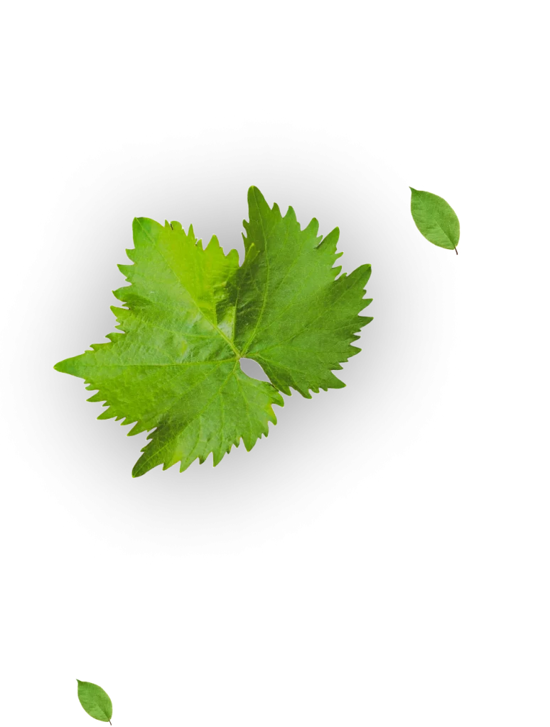 Extendly CRM - Twee felgroene druivenbladeren overlappen elkaar op een donkere achtergrond, met twee kleine groene blaadjes ernaast. De bladeren hebben gekartelde randen en zichtbare nerven, waardoor ze er levendig en fris uitzien.